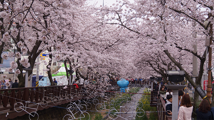 170321_cherry blossom12_in.jpg